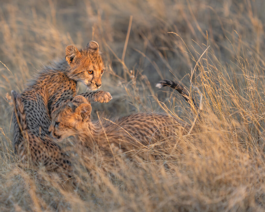 a cheetah cub playing with another cheetah cub