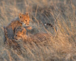 a cheetah cub playing with another cheetah cub