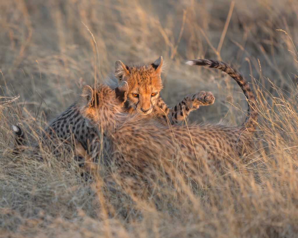 a cheetah cub playing with another cheetah cub