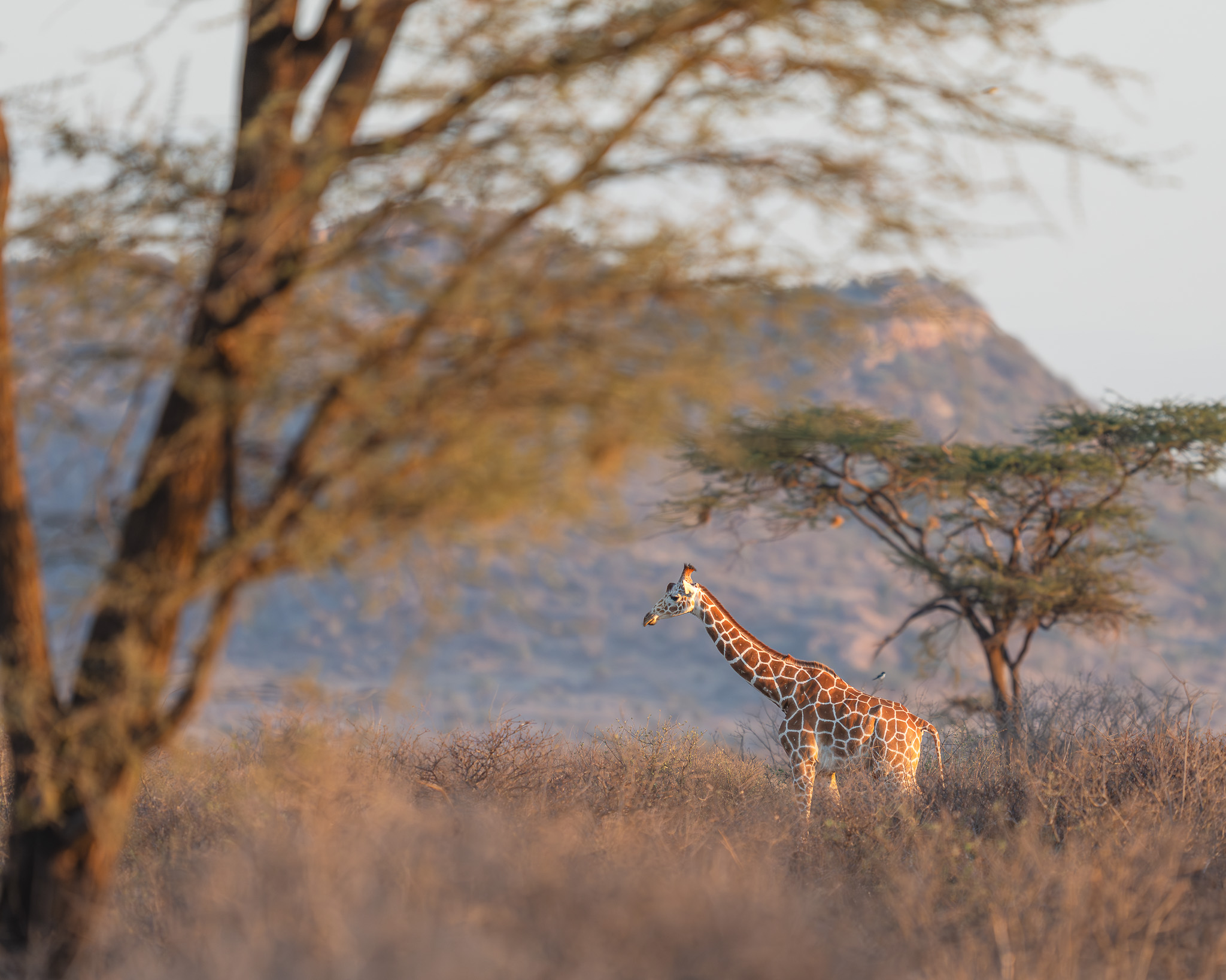 a giraffe standing in a field