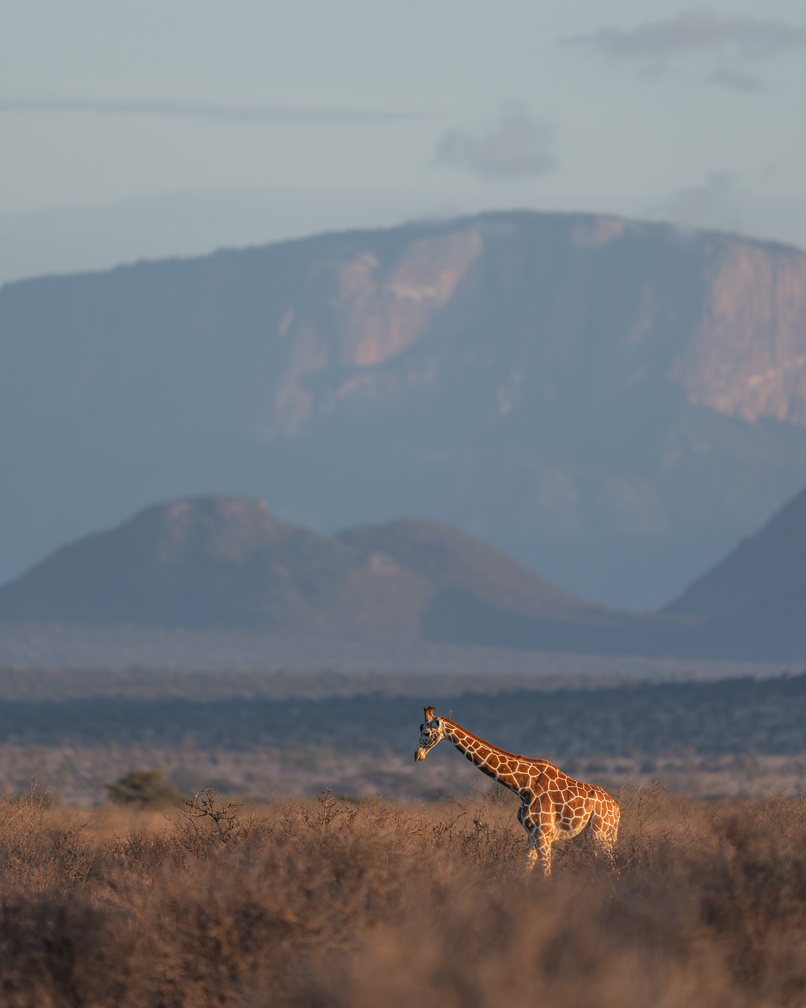 a giraffe in a field with mountains in the background