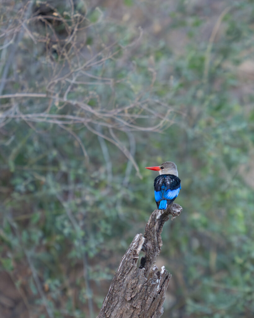 a bird sitting on a tree branch