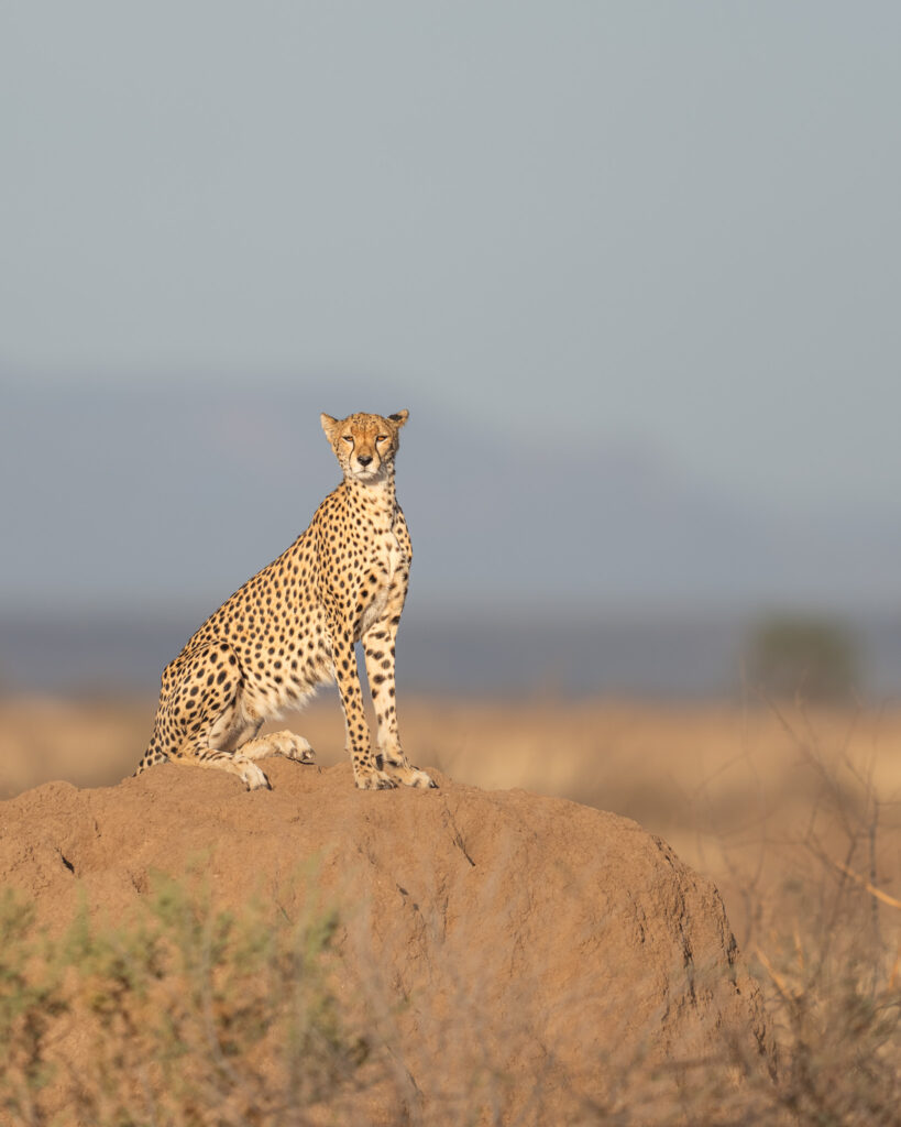 a cheetah sitting on a mound