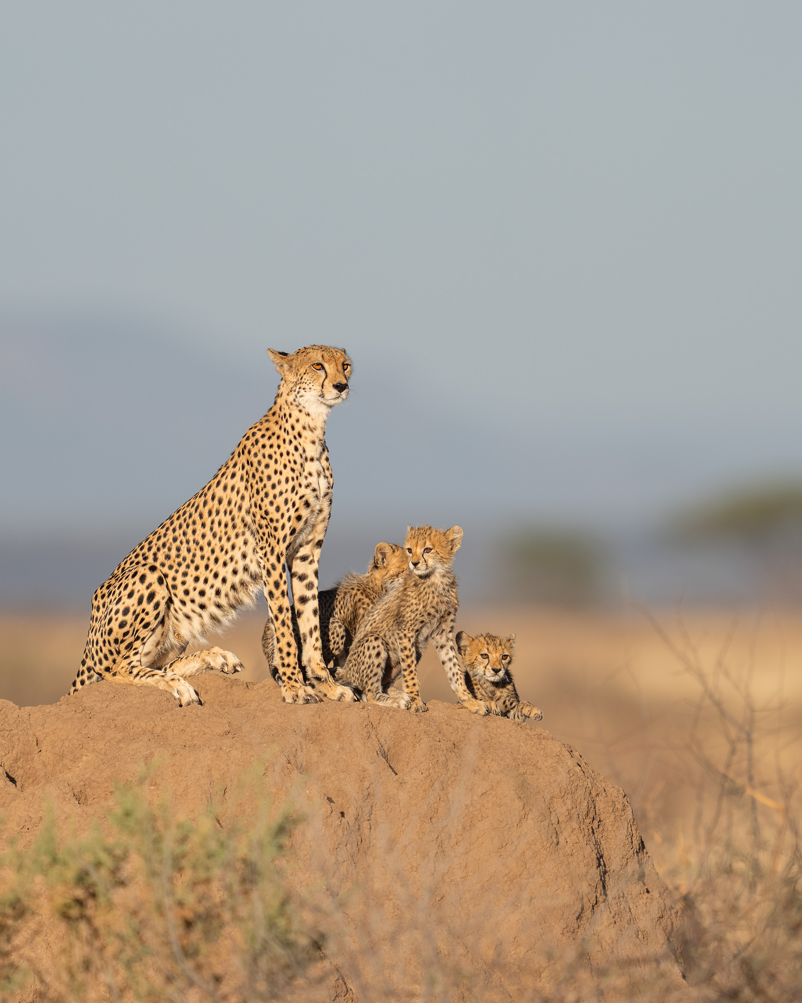 a cheetah with cubs on a mound