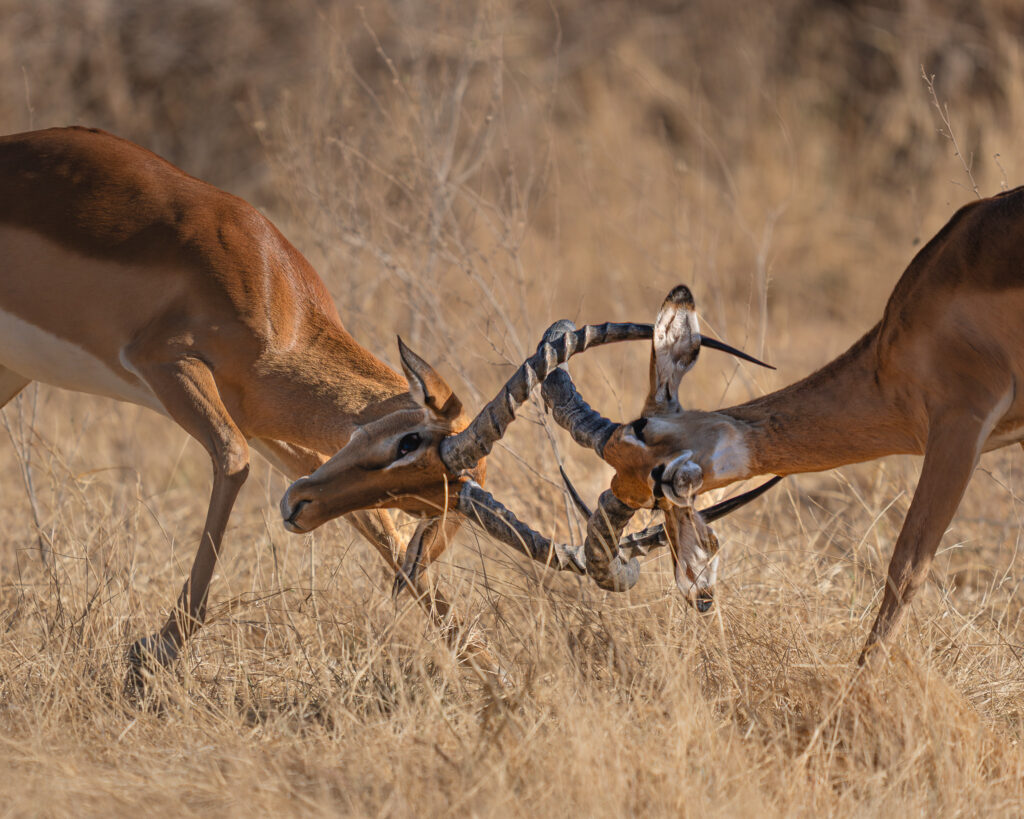 two animals fighting in the grass
