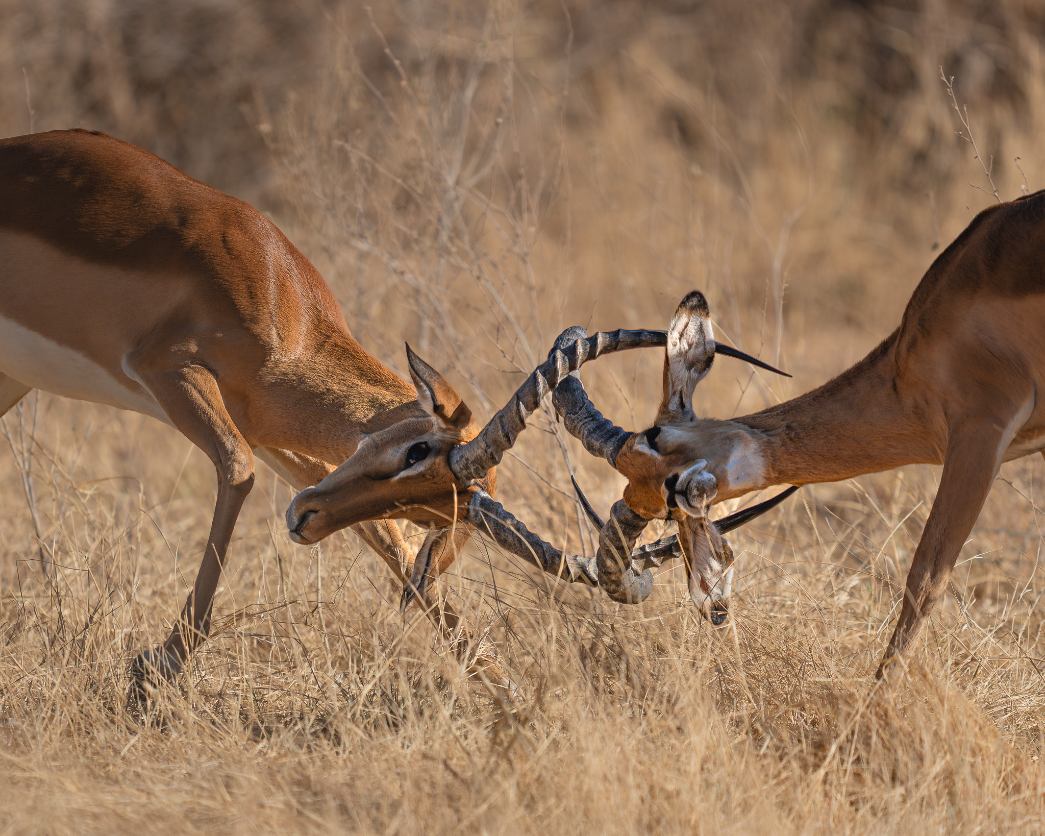 two animals fighting in the grass