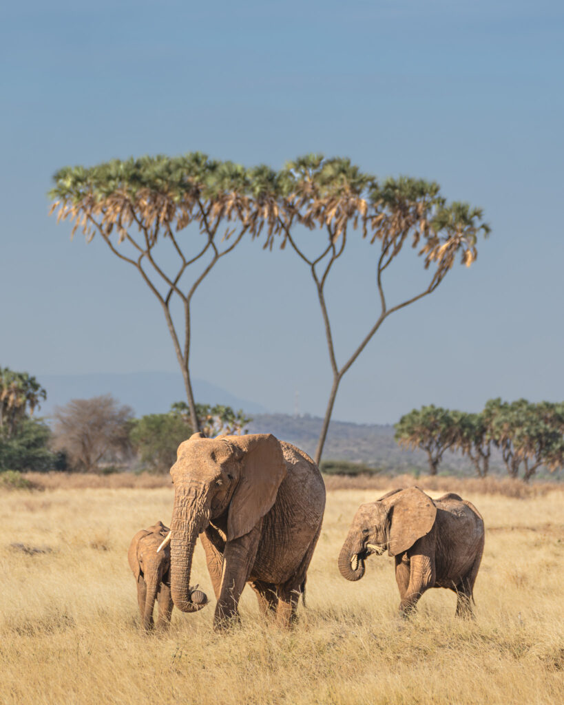 elephants walking in a field