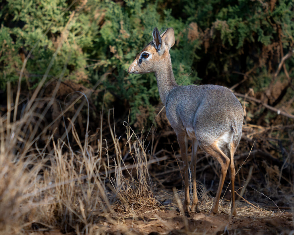 a deer standing in a field