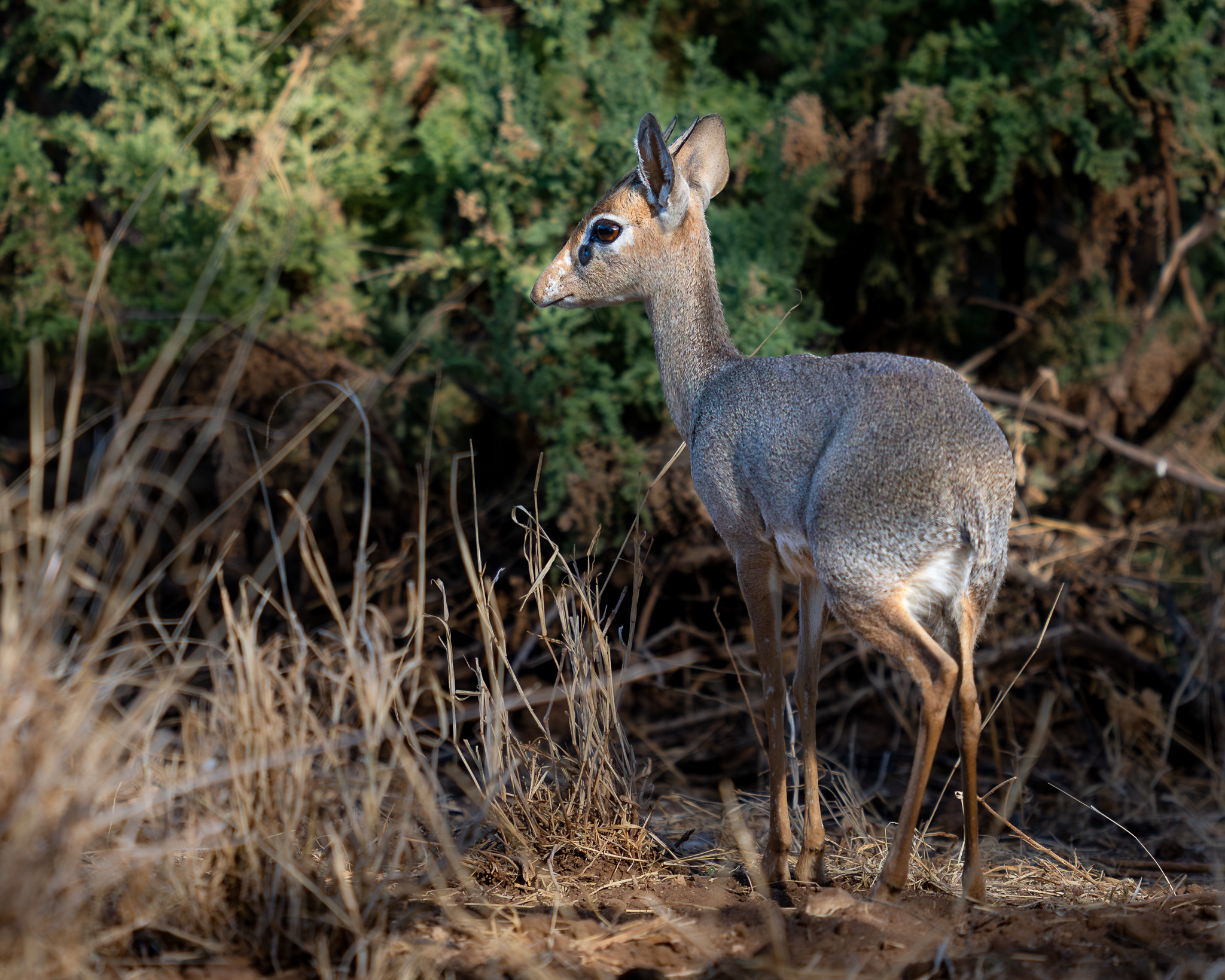 a deer standing in a field