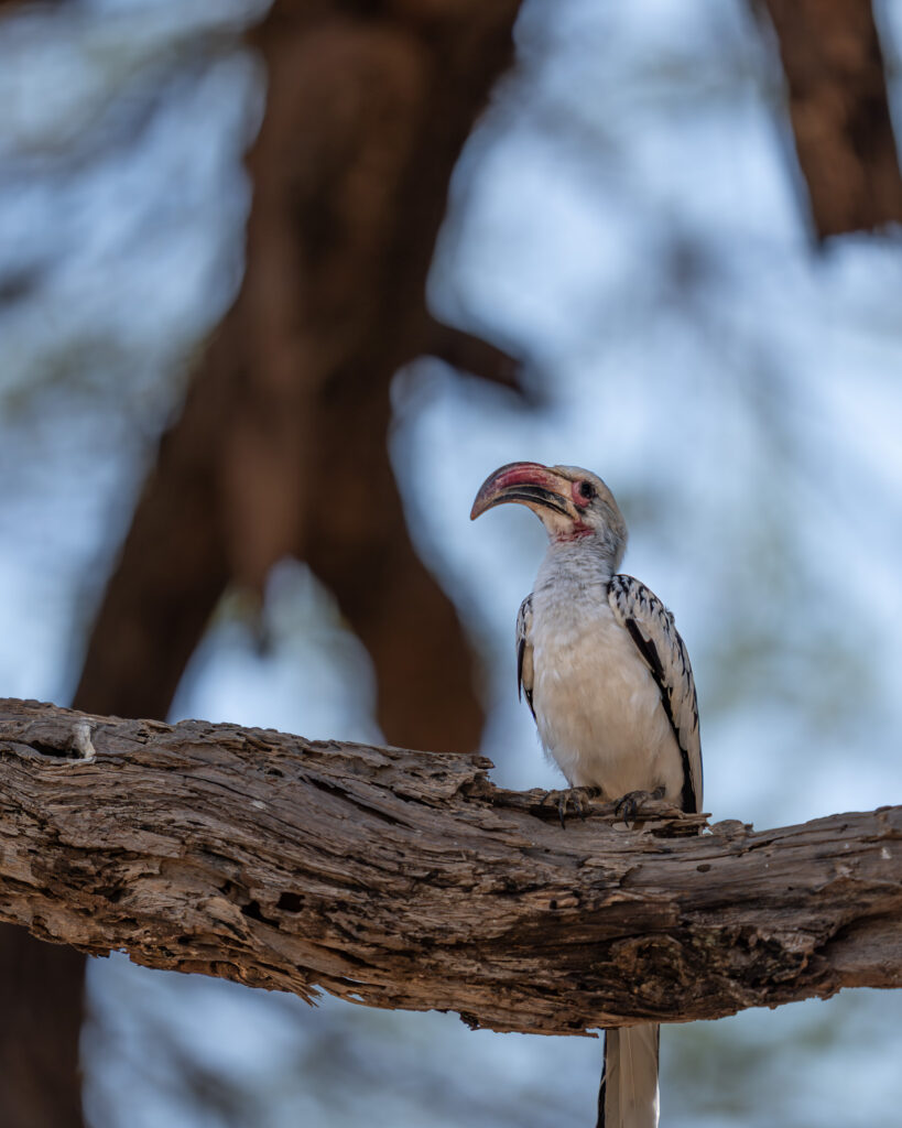 a bird on a tree branch