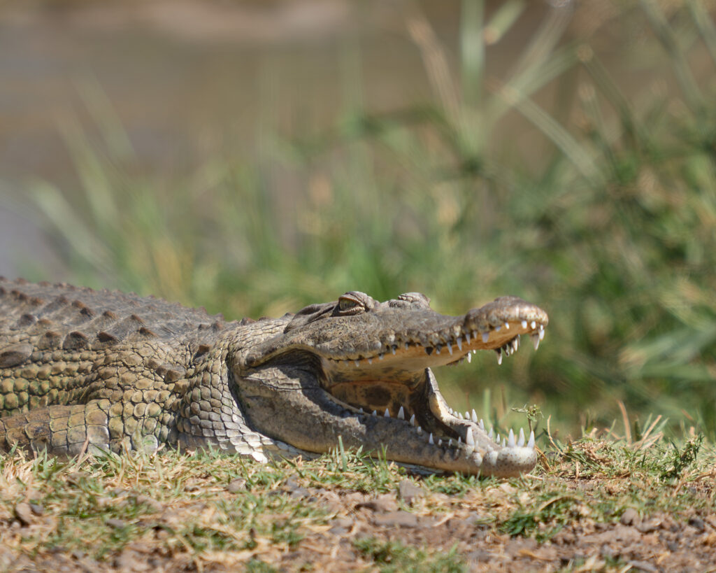 a crocodile with its mouth open