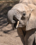 an elephant with tusks in its mouth