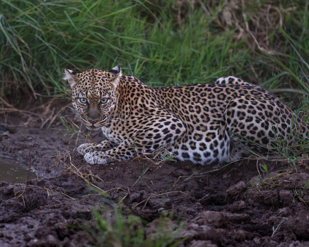 a leopard lying in mud