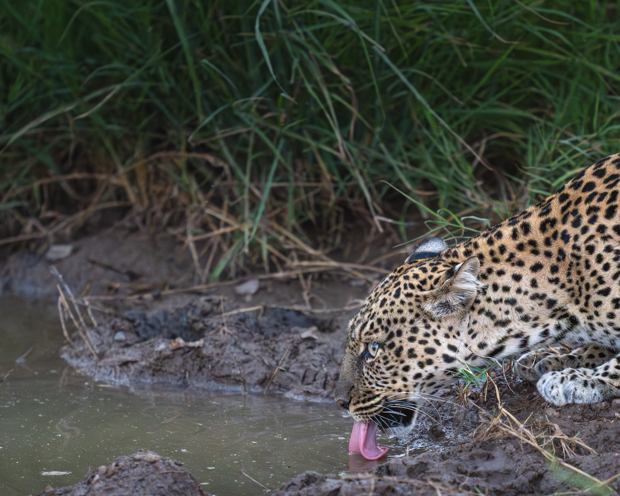 a leopard drinking water from a puddle