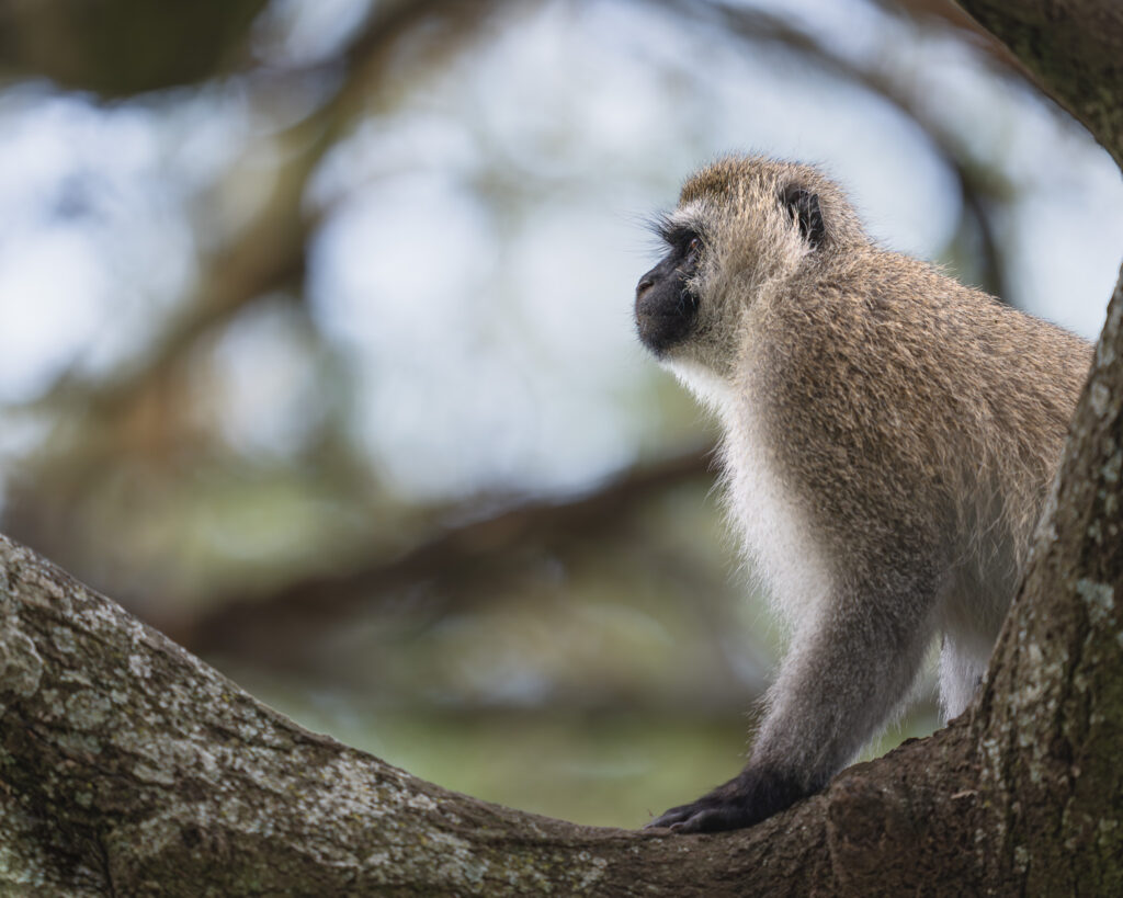 a monkey on a tree branch