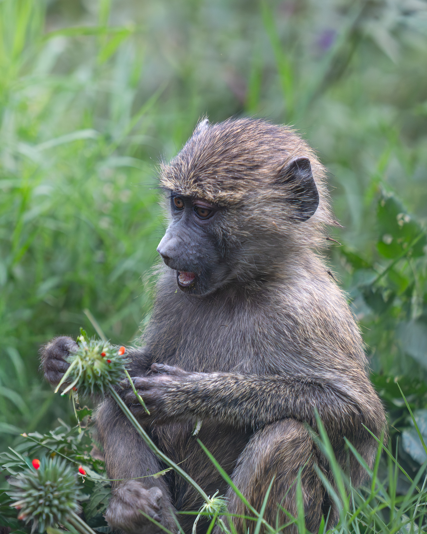 a monkey sitting in the grass