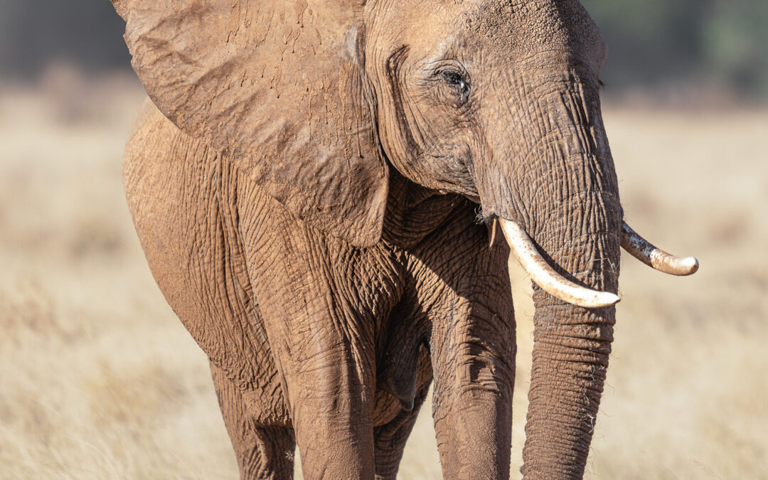 My First African Safari, Part II: Opening Day