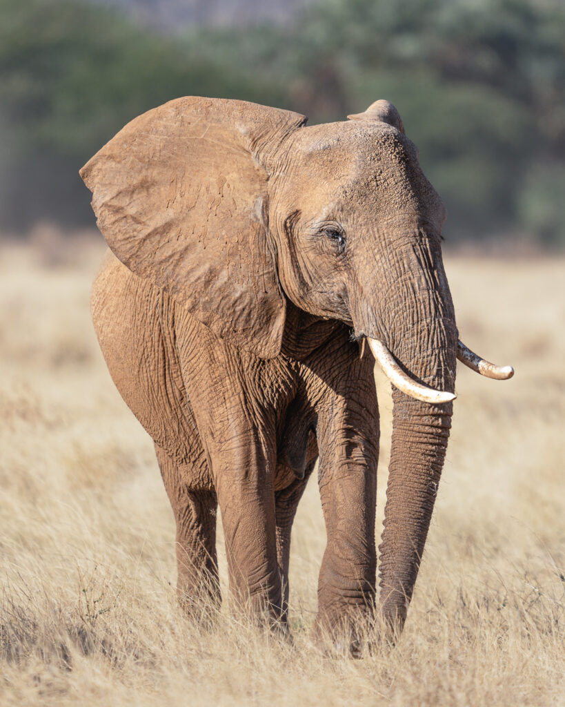 an elephant standing in a field