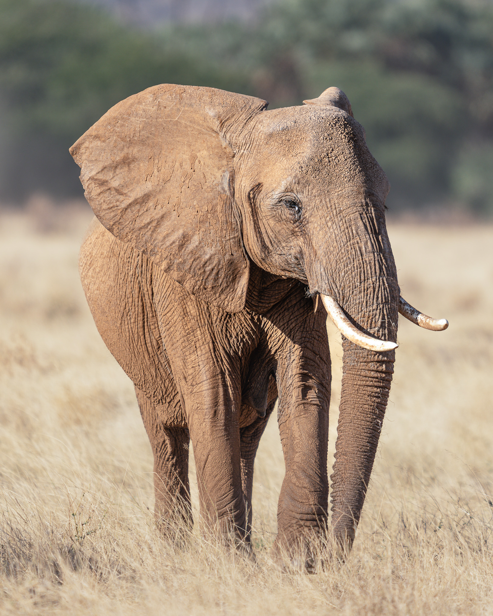 an elephant standing in a field