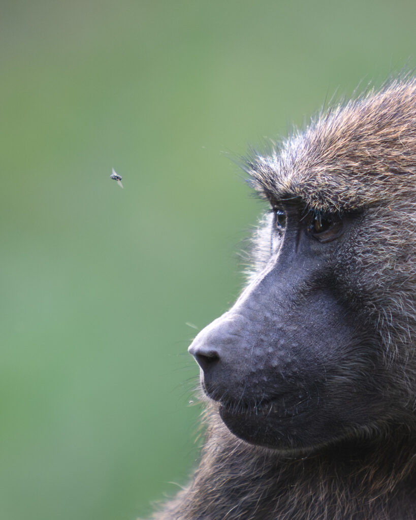 a close up of a monkey