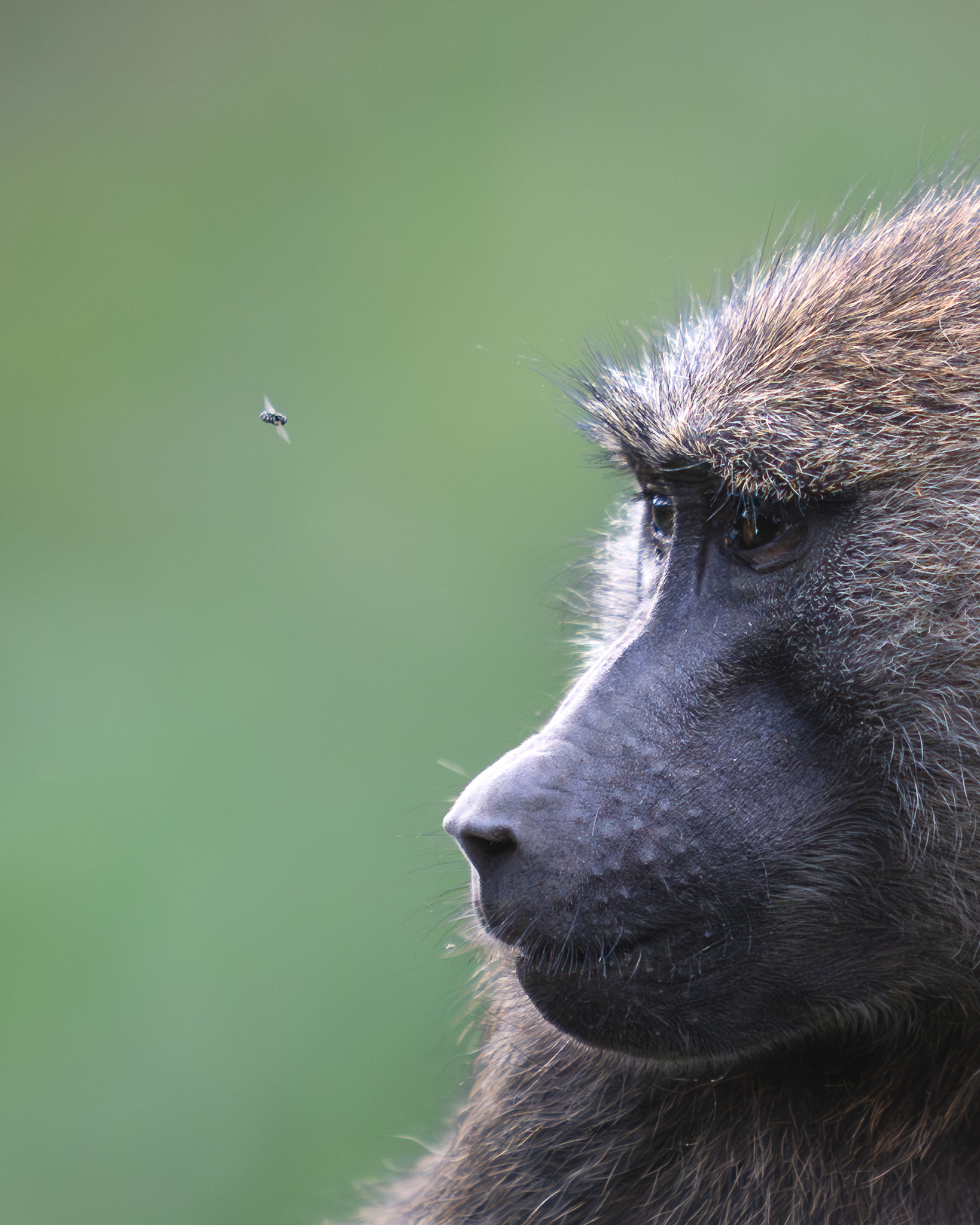 a close up of a monkey