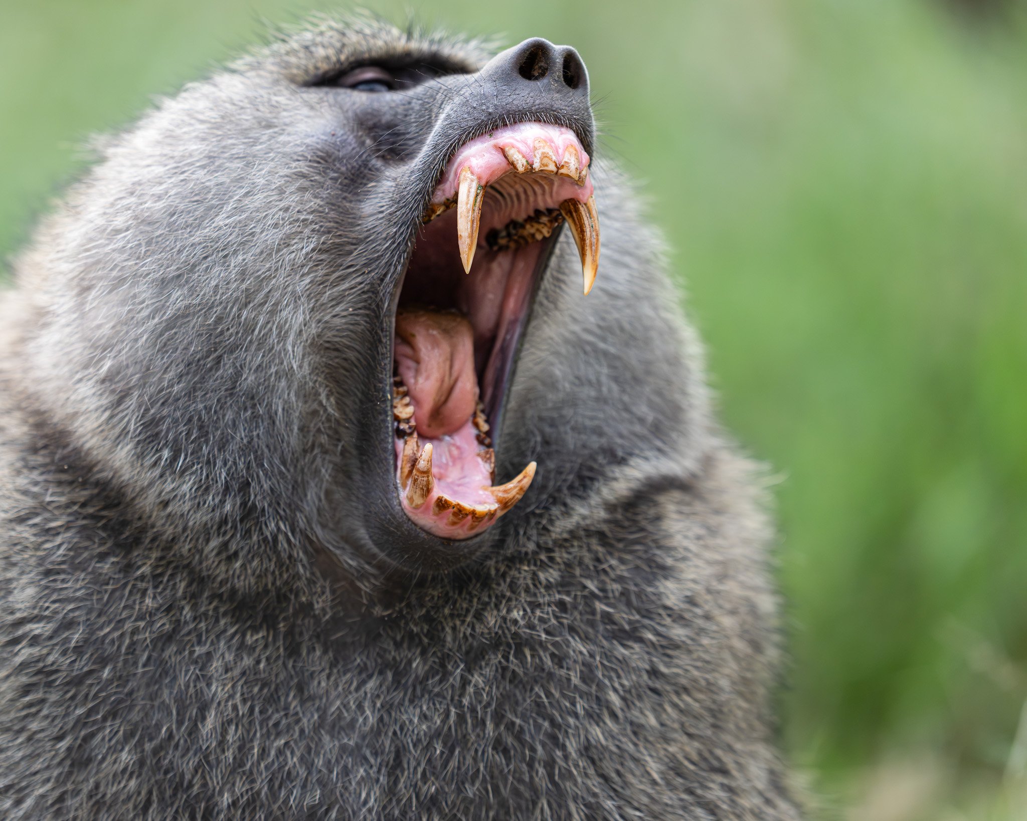 a close up of an animal