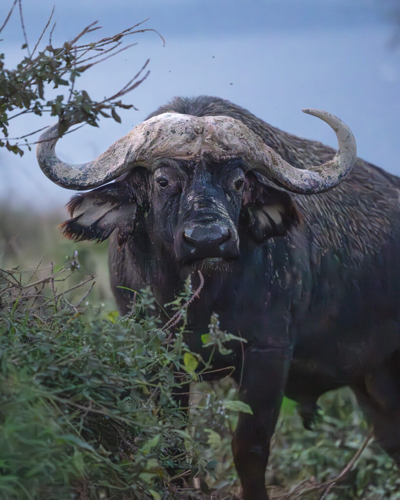 a buffalo with horns standing in the grass