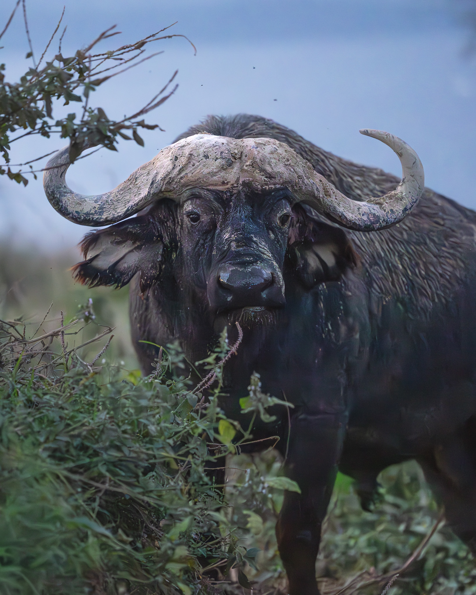 a buffalo with horns standing in the grass