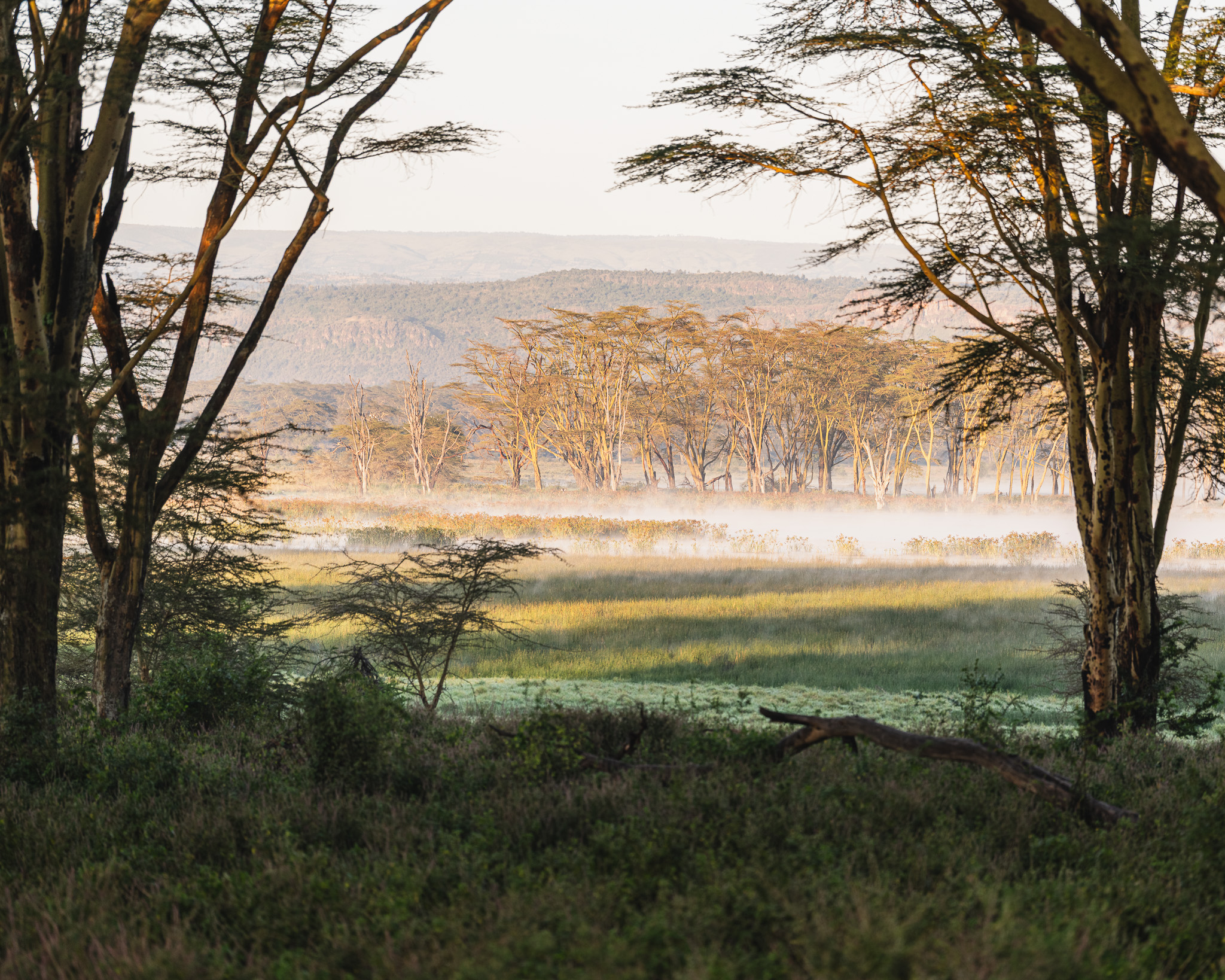 a landscape with trees and fog