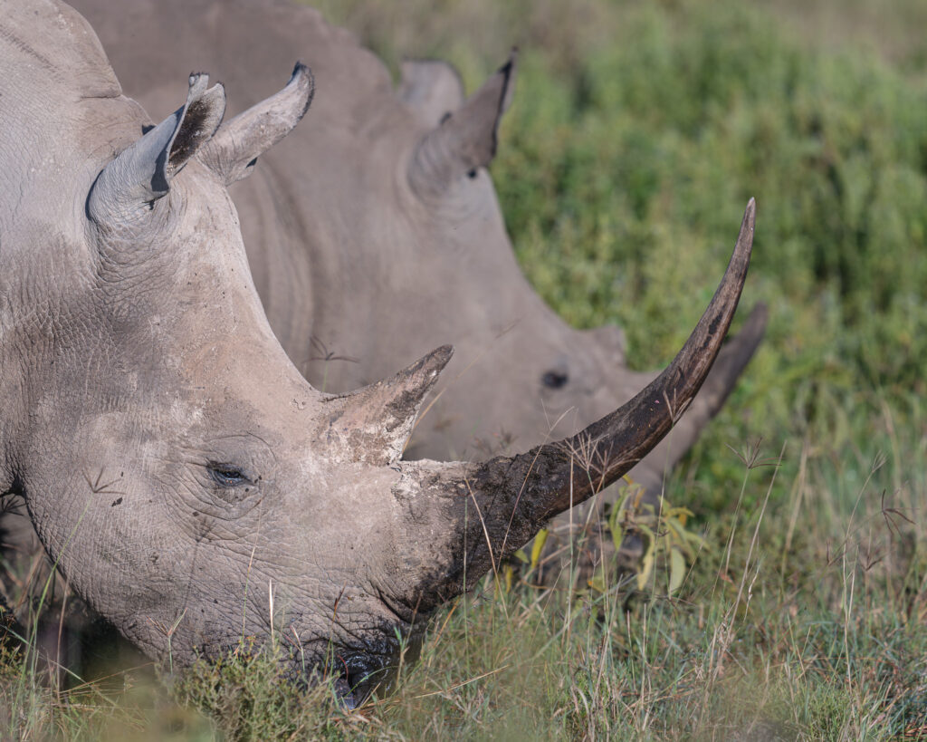 a group of rhinoceros in the grass
