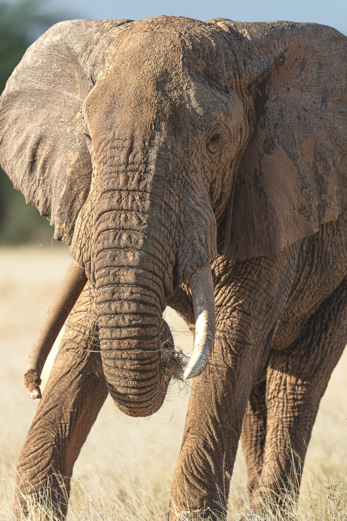 an elephant with tusks and dirt