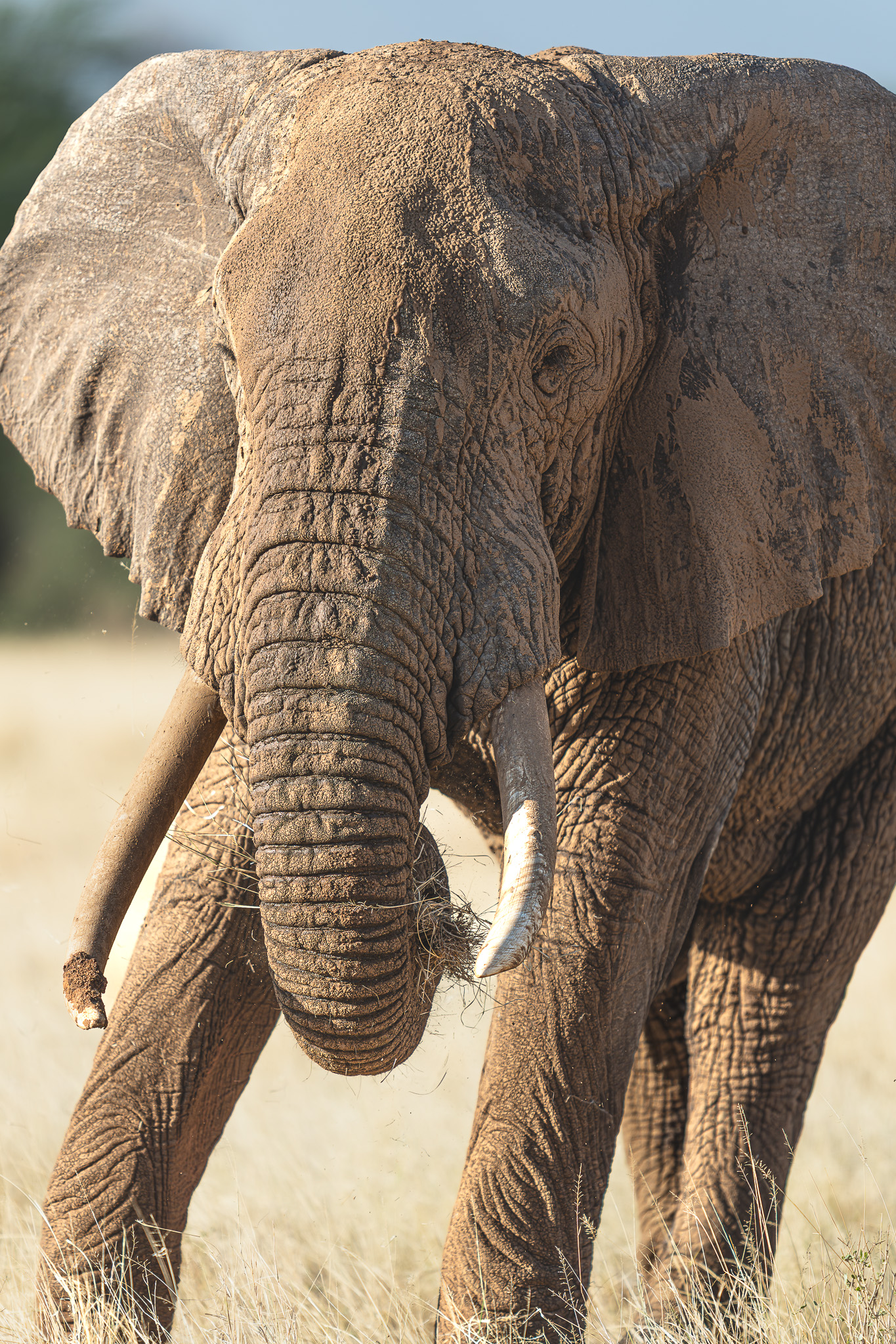 an elephant with tusks and dirt
