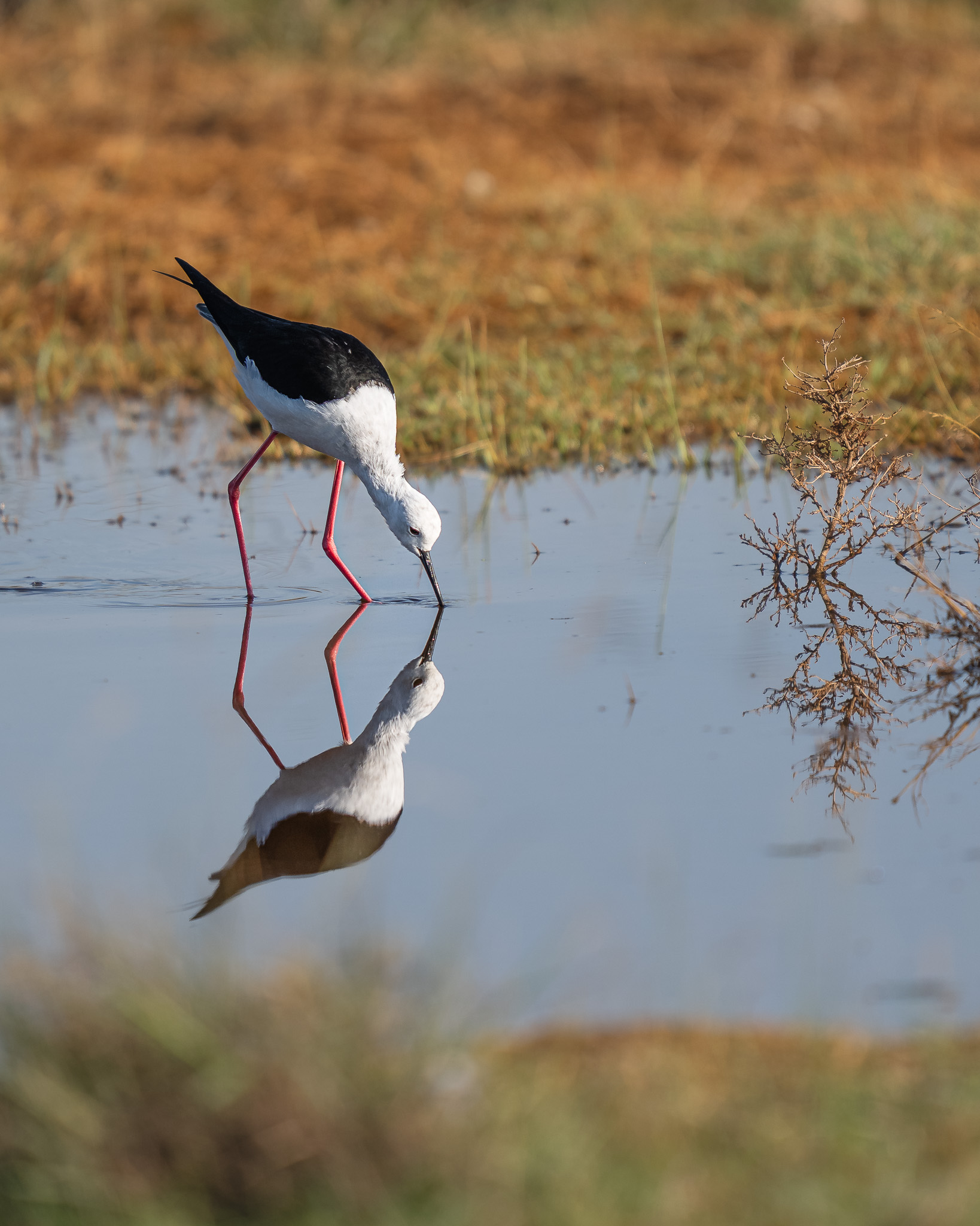 a bird drinking water from a puddle