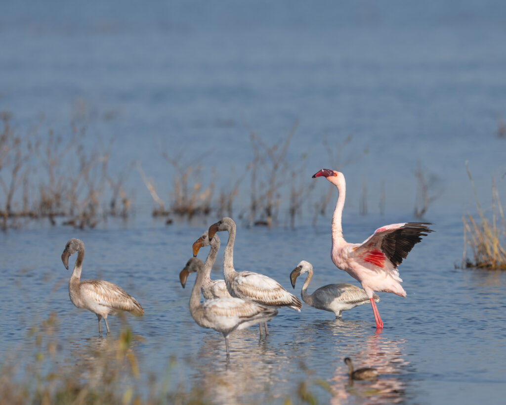 a group of birds in water