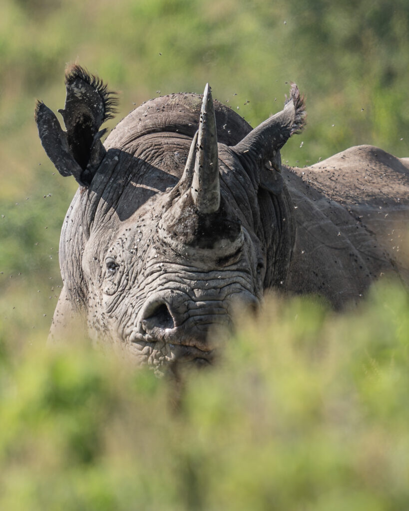 a rhinoceros with a horn