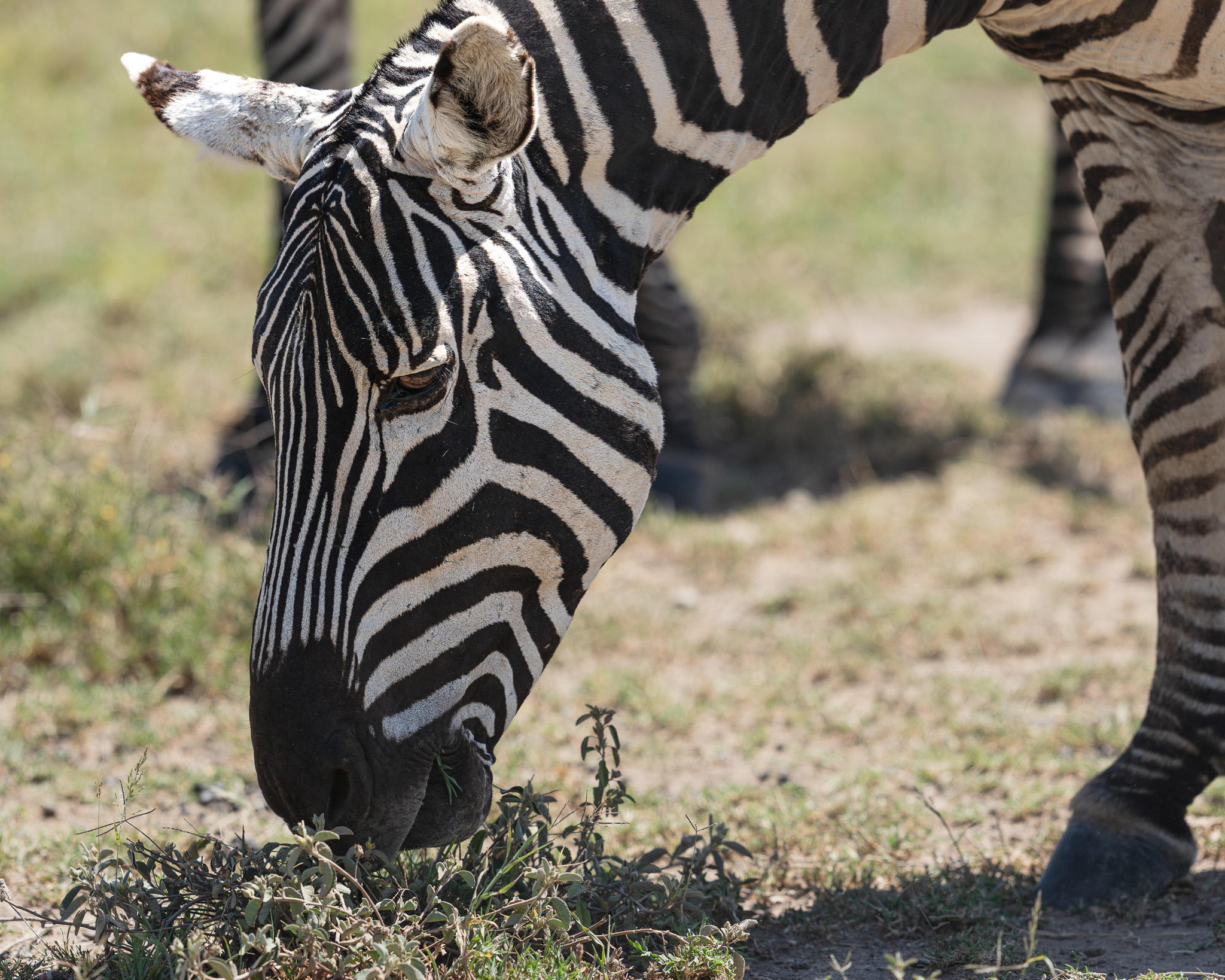 a zebra eating grass in a field