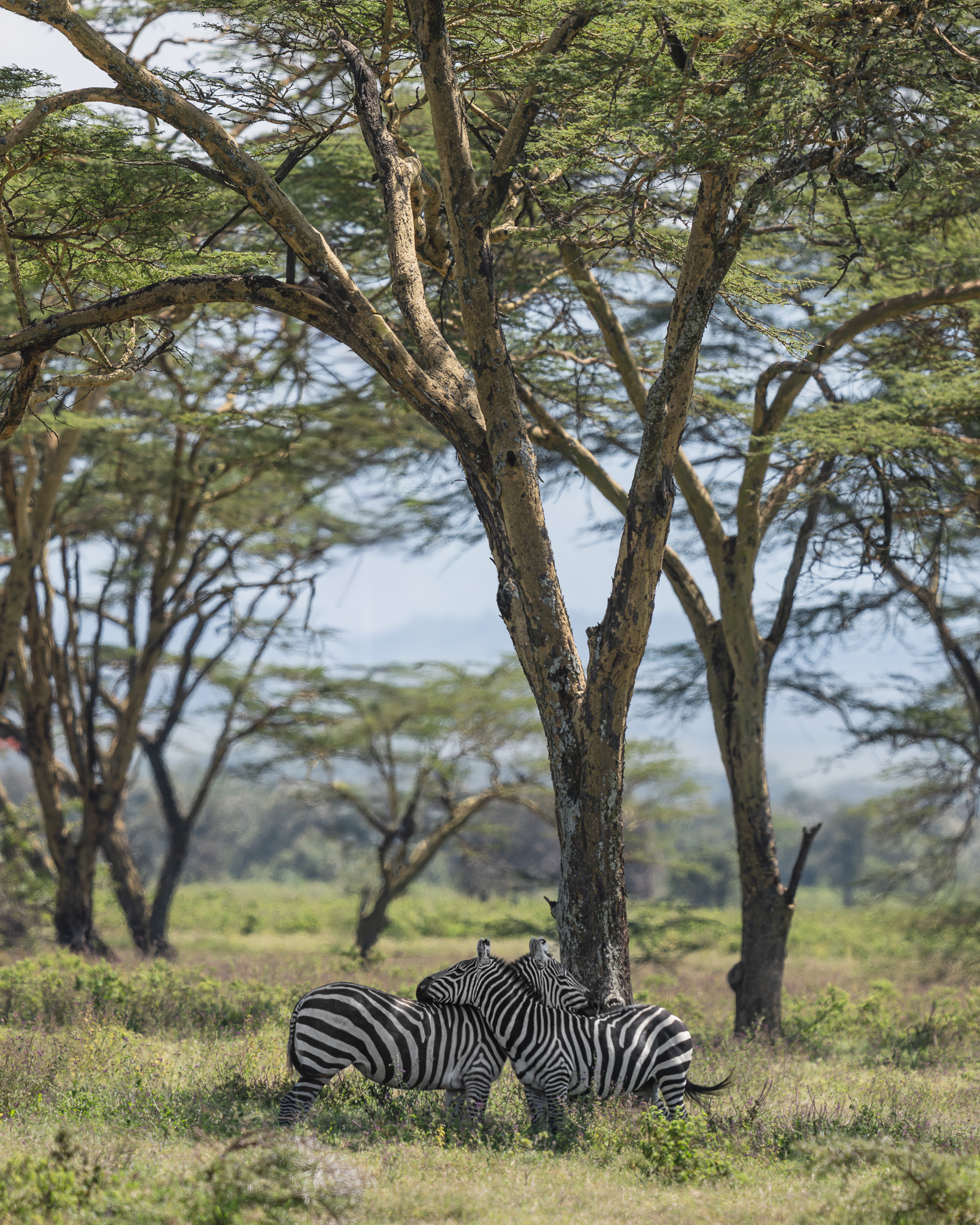 zebras standing under a tree