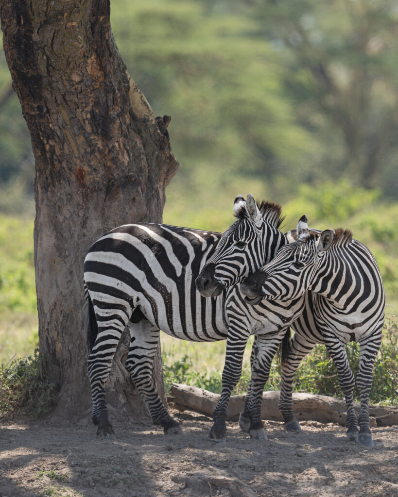 a group of zebras standing next to a tree