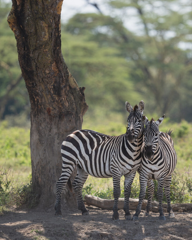 two zebras standing next to a tree