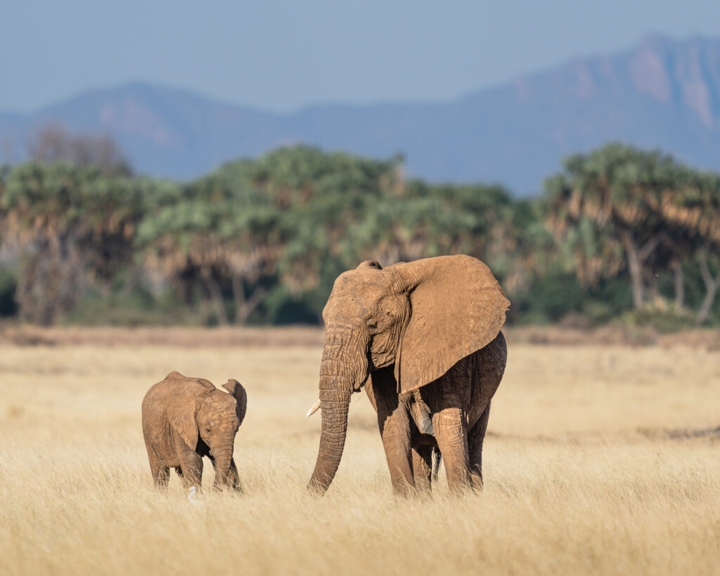 an elephant and calf in a field