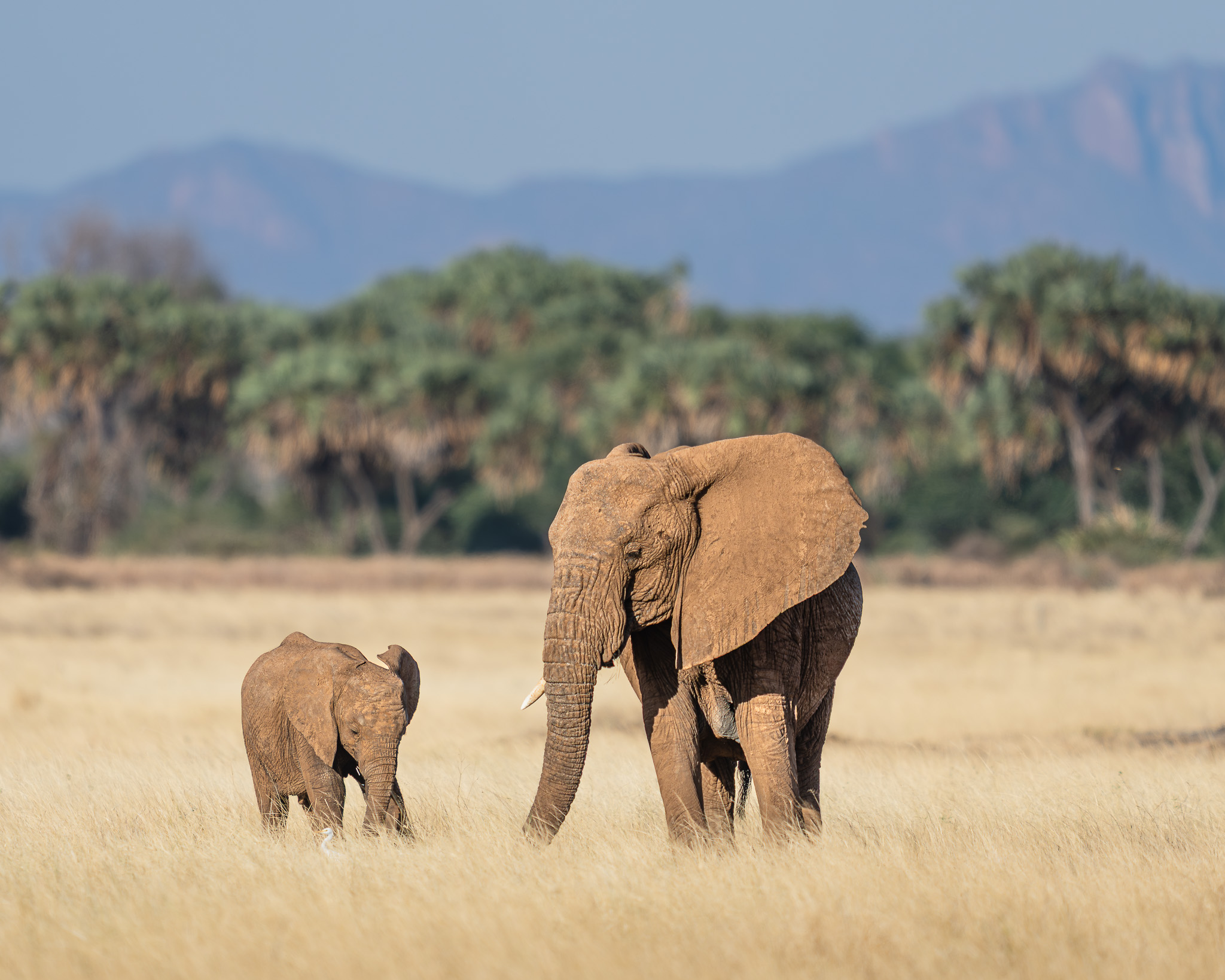 an elephant and calf in a field
