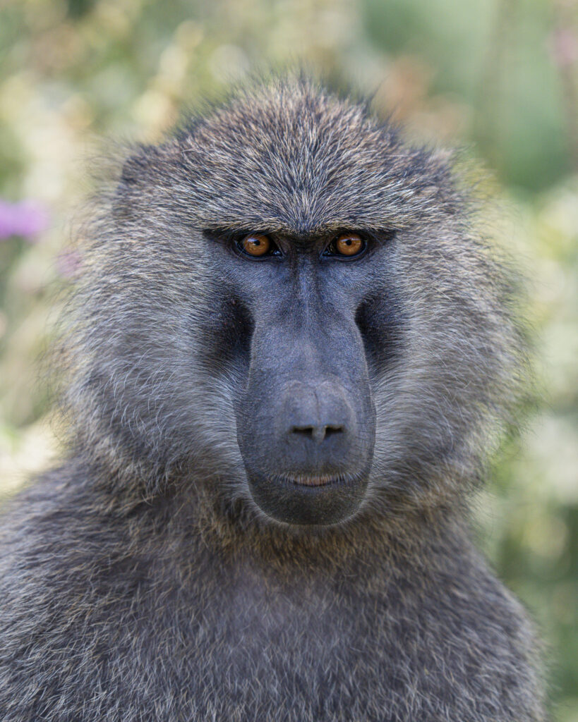 a close up of a monkey