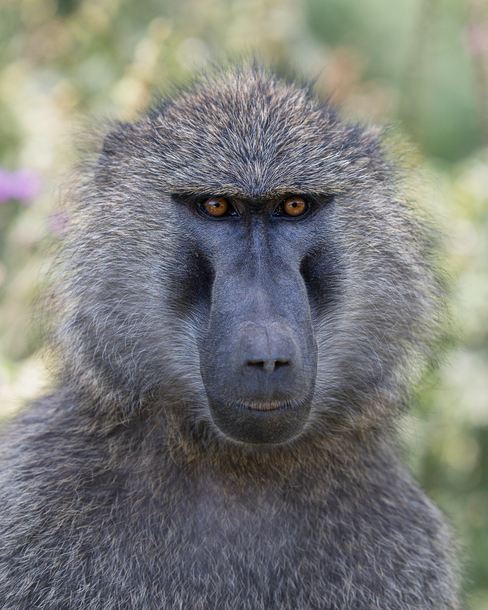 a close up of a monkey