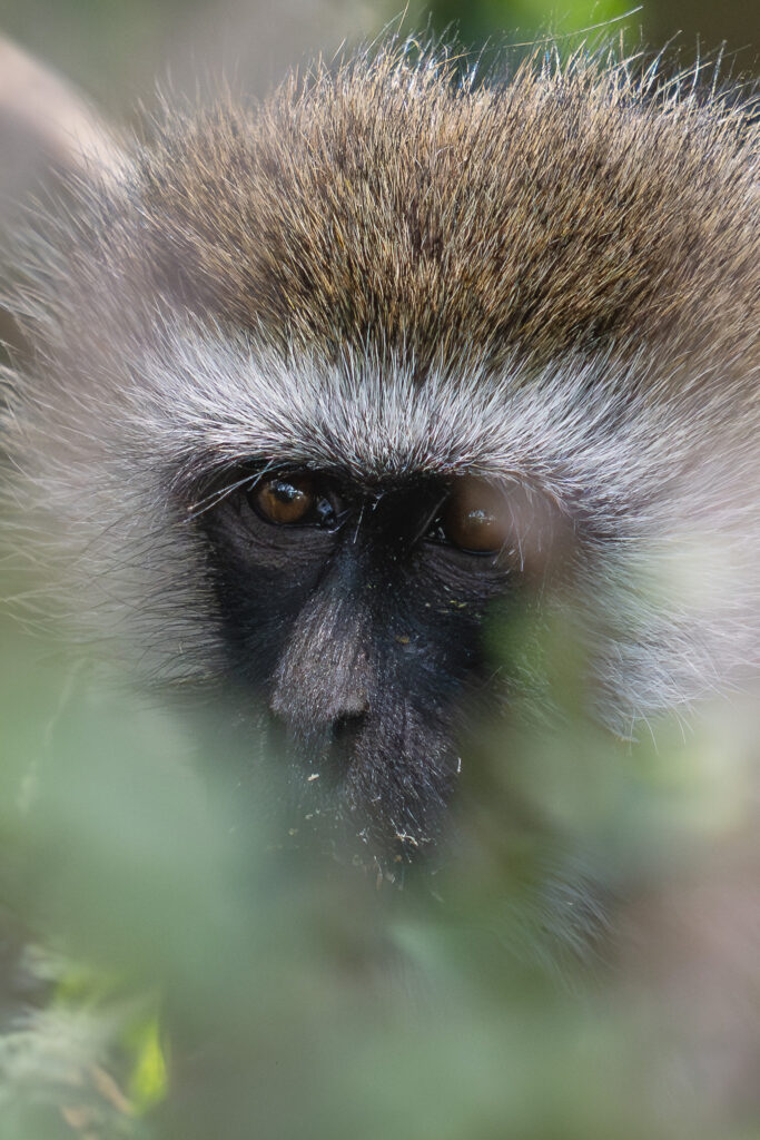 a close up of a monkey