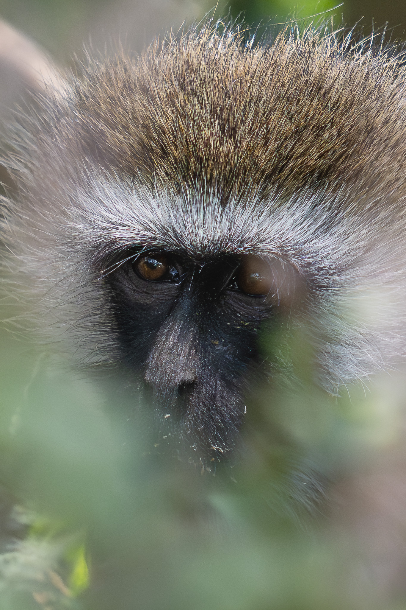 a close up of a monkey