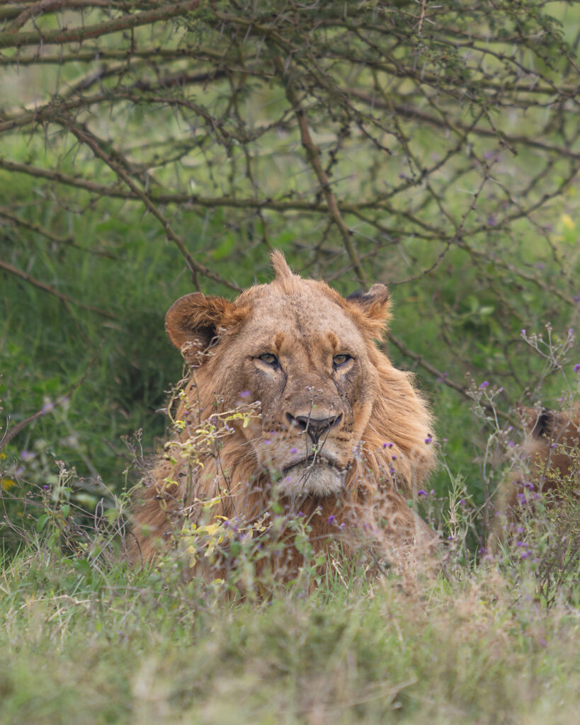a lion in the grass