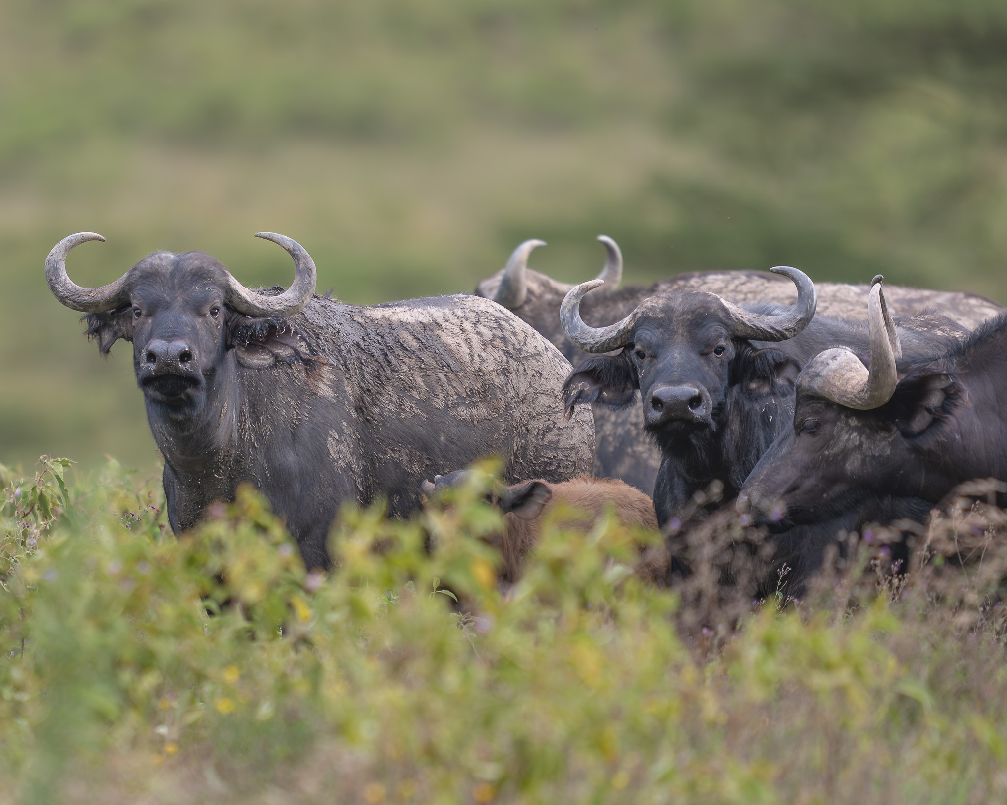 a group of buffalo in a field