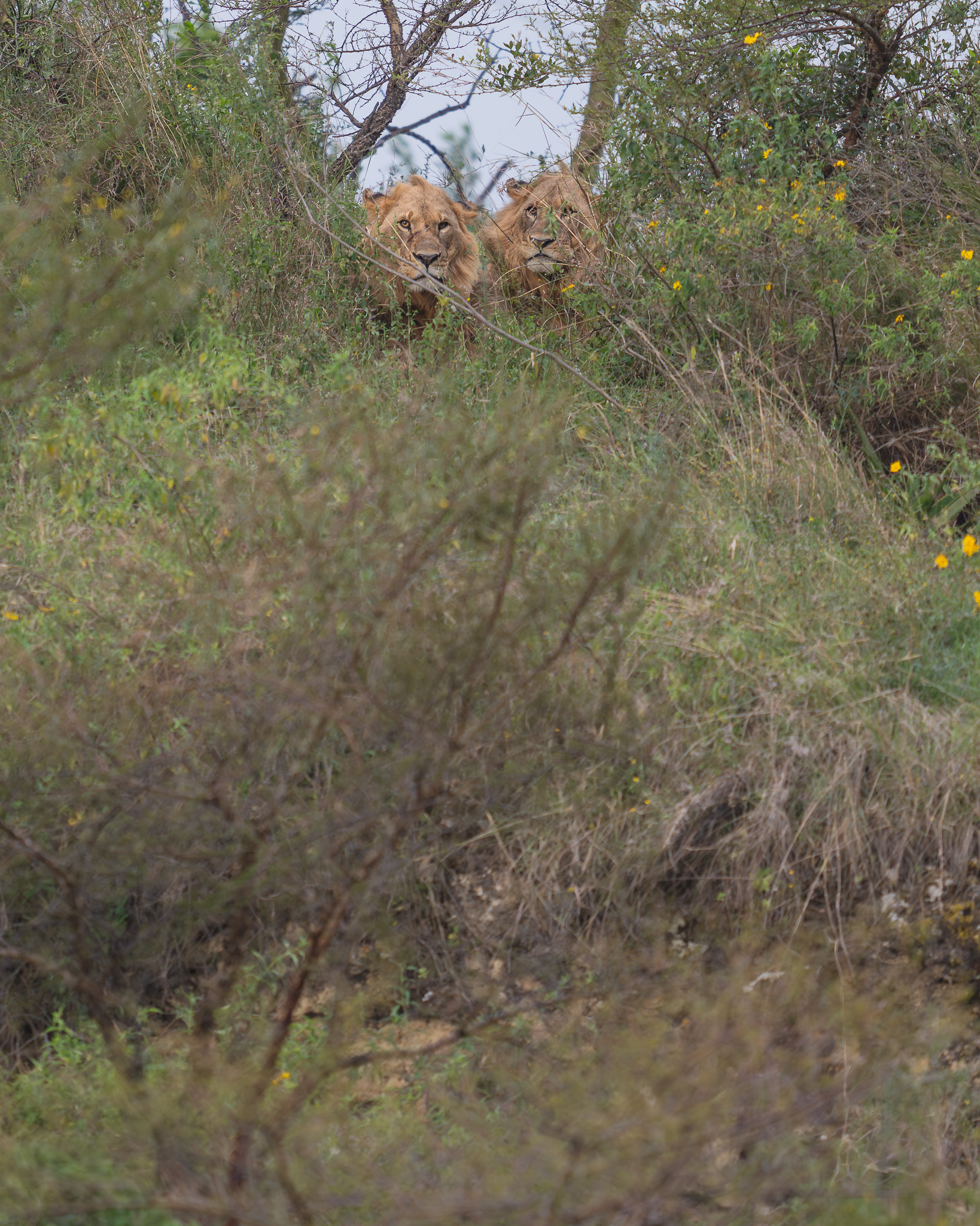 two lions hiding in bushes