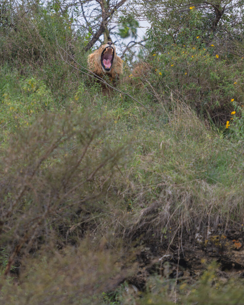 a lion in the bushes
