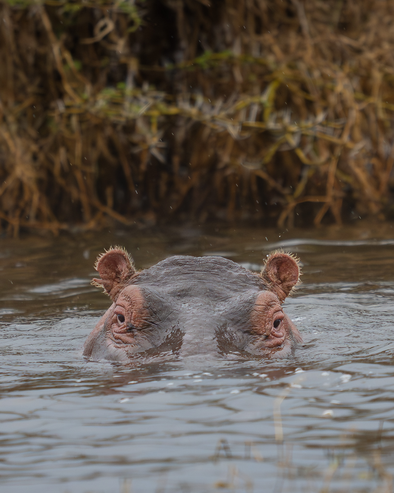 a hippo's head in the water